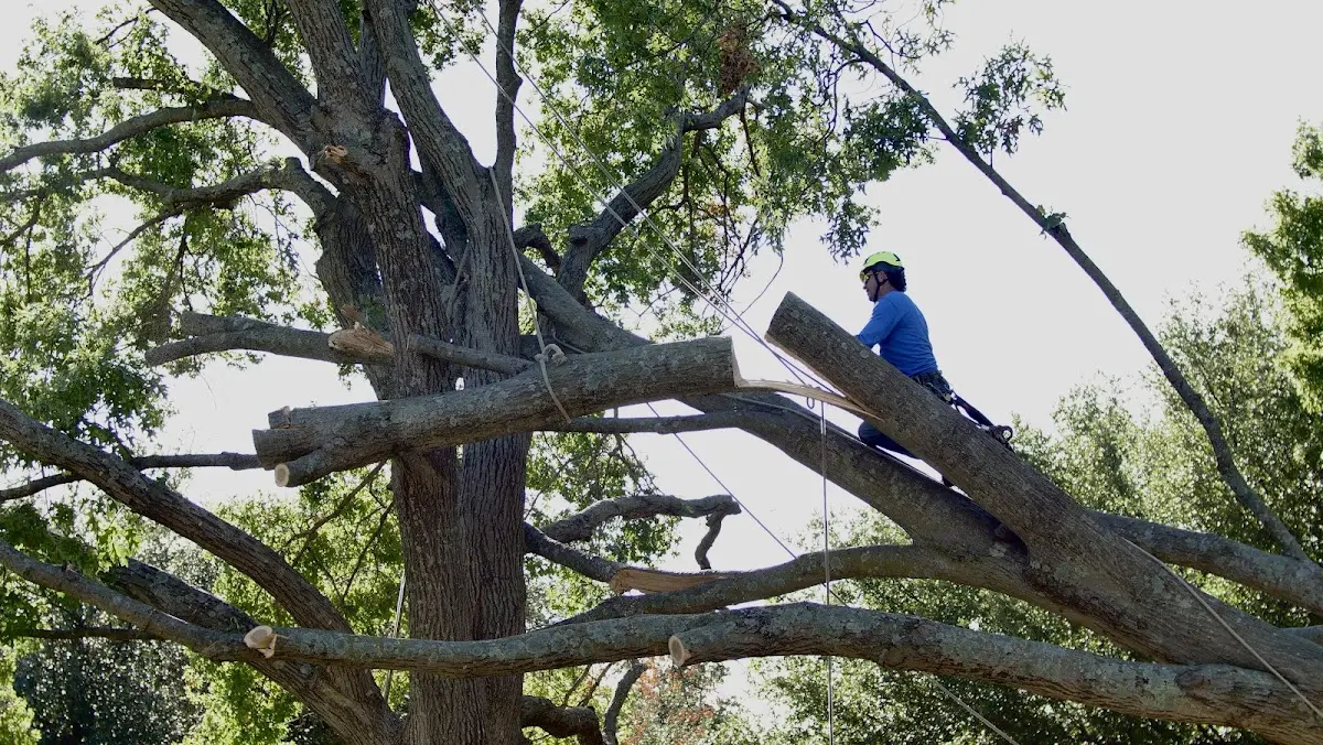 Professional Crown Thinning performed by certified arborists in Coffeeville